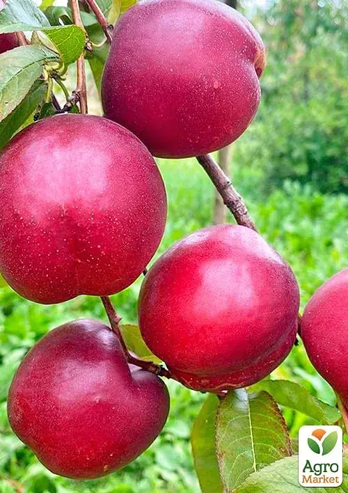 Саженец Agro-Market Нектарин Лола (лысый персик, новый, среднеранний срок созревания) 1 шт. в упаковке (178795) - фото 2