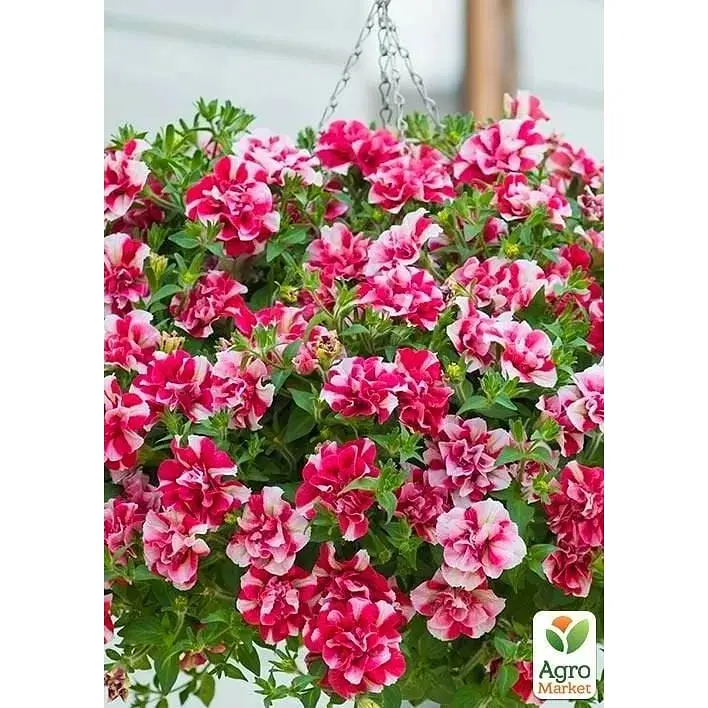 Саженец Agro-Market Петуния полуампельная Tumbelina Cherry Ripple (контейнер №10 высота 10-15 см) (52236) 1 шт. в упаковке - фото 3