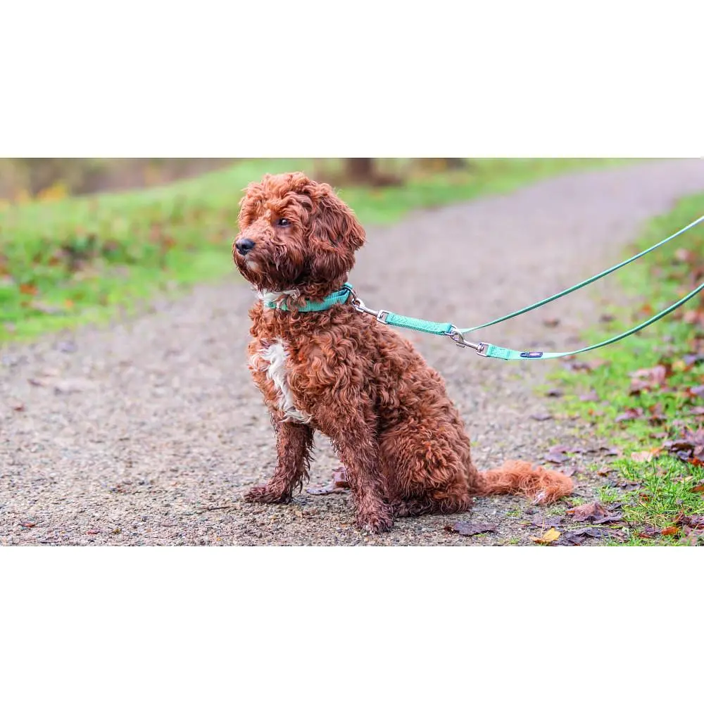 Нашийник для собак Trixie Premium L-XL 40-65 см 25 мм водяний - фото 3