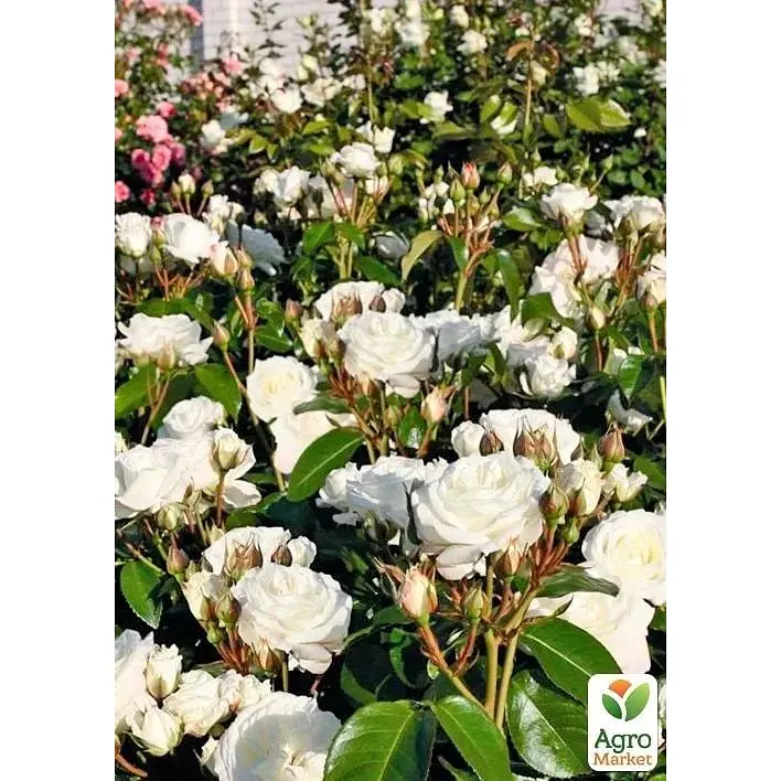 Троянда кущова Agro-Market Алабастер Alabaster саджанець класу АА+ вищий сорт 1 шт. в упаковці (178137) - фото 3
