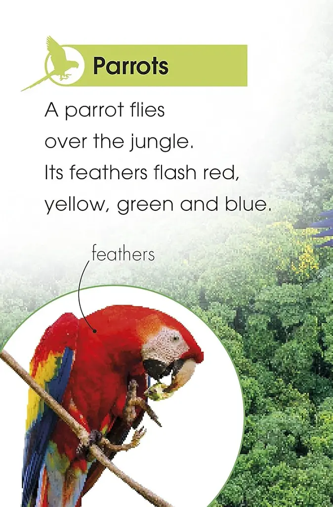 Jungle Animals. Discover the Secrets of the Jungle! - - фото 2