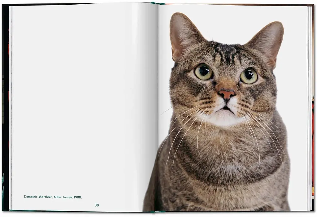 Walter Chandoha. Cats. Photographs 1942-2018 - фото 3