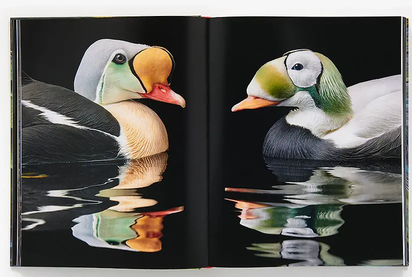 Birds. Photographs - Тім Флеч - фото 4