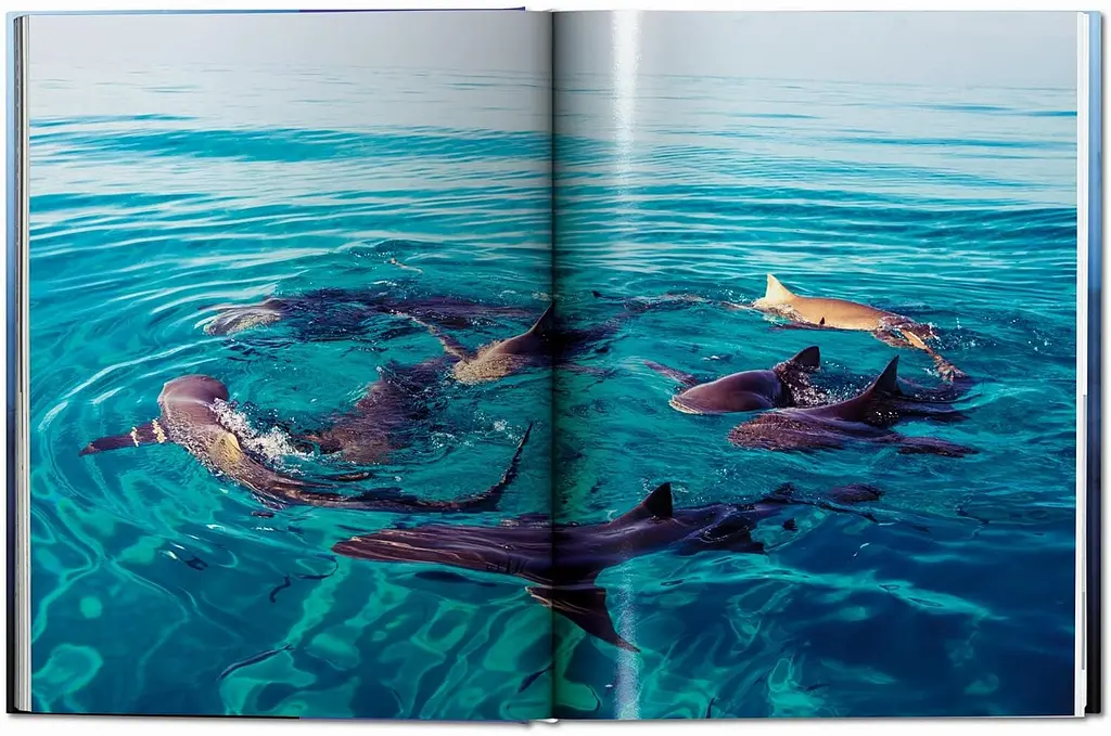 Michael Muller. Sharks - фото 6