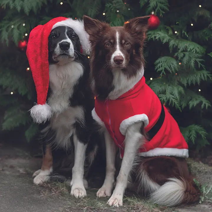 Попона для собак Trixie Різдвяна поліестер XS 44x30 см червона (925101_Christmas) - фото 3