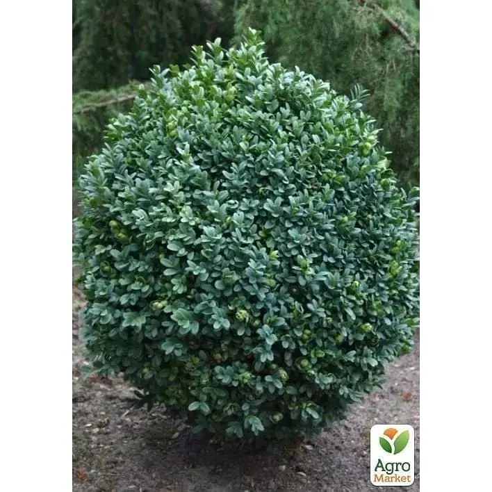 Саджанець Agro-Market Самшит вічнозелений Buxus sempervirens 2-х річний (38114) 1 шт. в упаковці - фото 2