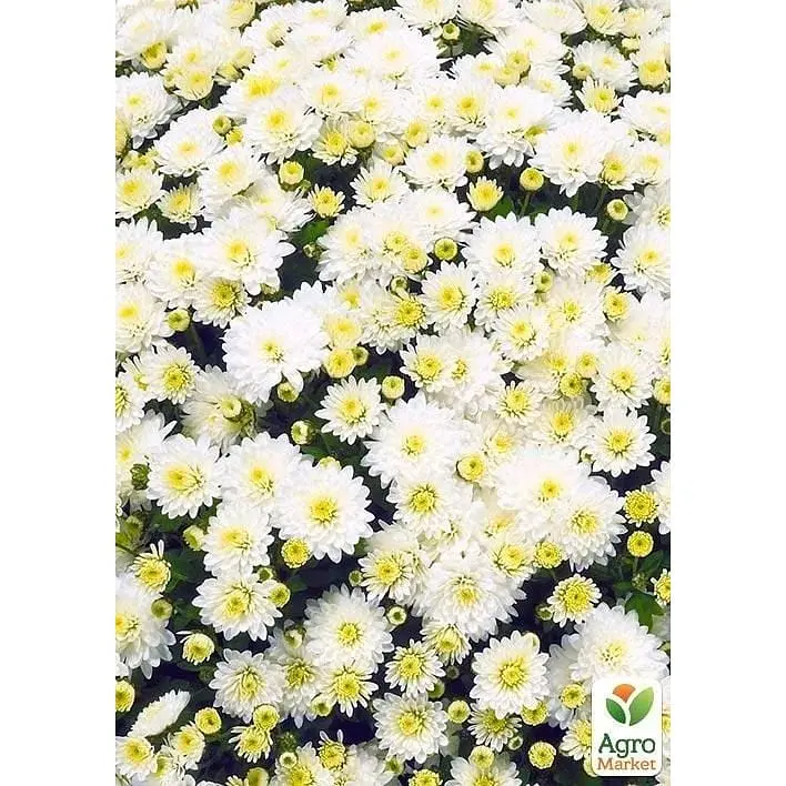 Саженец Agro-Market Хризантема мультифлора шаровидная Jasoda White (101629) 1 шт. в упаковке - фото 4