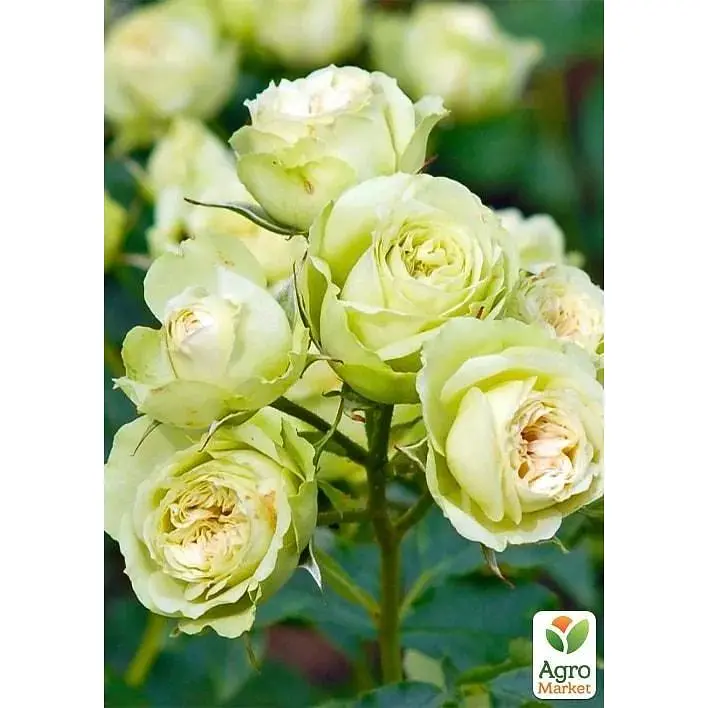 Троянда дрібноквіткова (спрей) Agro-Market Lovely Green саджанець класу АА+ вищий сорт 1 шт. в упаковці (51929) - фото 2