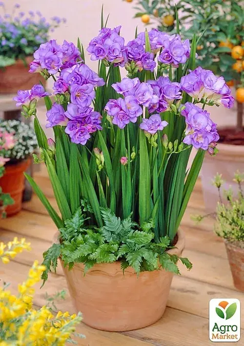 Саджанець Agro-Market Фрезія проста Purple 5 шт. в упаковці (176343) - фото 2