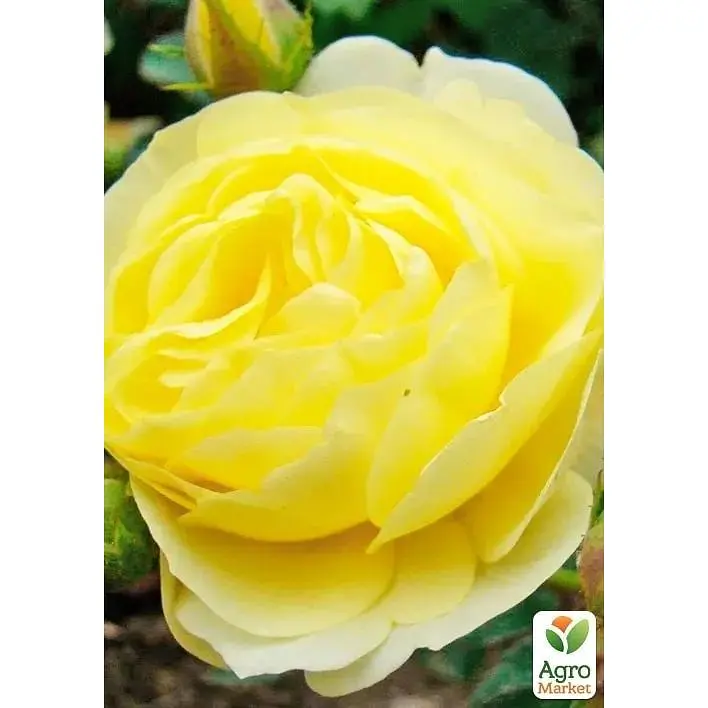 Троянда флорибунда Agro-Market Golden Border саджанець класу АА+ вищий сорт 1 шт. в упаковці (177028) - фото 3