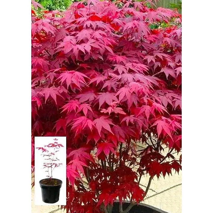 Саджанець Agro-Market Клен 3-х річний віяловий пальмолистний Атропурпуреум (Acer palmatum 'Atropurpureum ) С2 висота 40-70 см 1 шт. в упаковці (61512) - фото 2