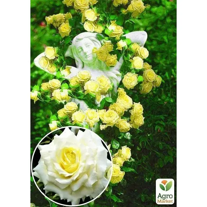 Саженец Agro-Market Роза плетистая Elfe (класс АА+) высший сорт (17395) 1 шт. - фото 2