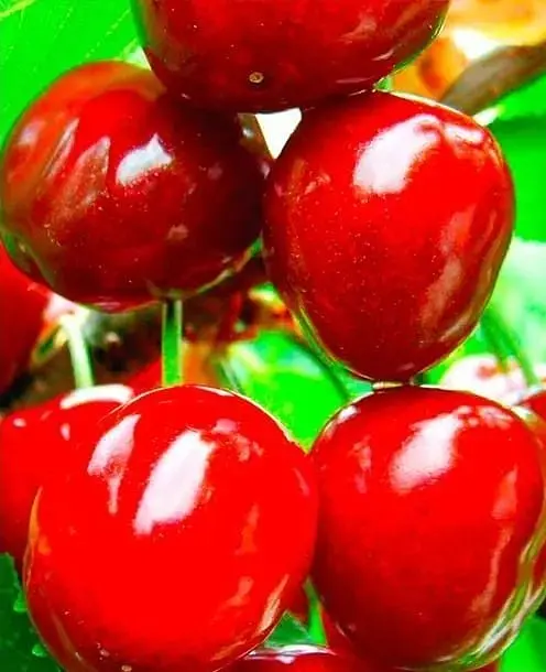 Саженец Agro-Market Черешня чешской селекции Тамара (летний сорт, поздний срок созревания) (46282) 1 шт. в упаковке - фото 2