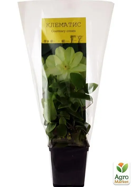 Саженец Agro-Market Клематис Guernsey cream (повторноцветущий сорт) (15852) - фото 3
