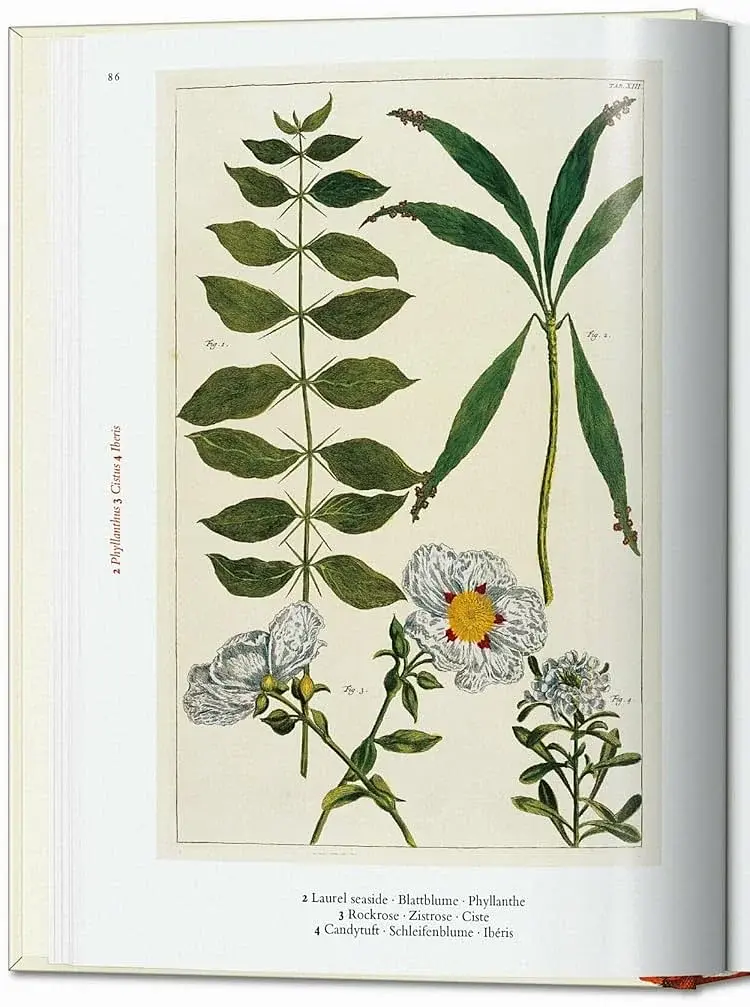 Seba. Cabinet of Natural Curiosities - фото 2