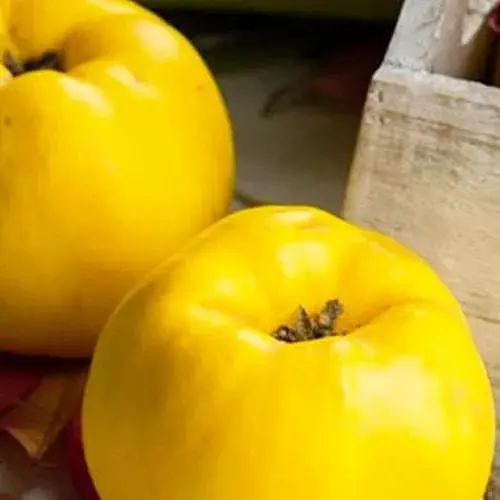 Саджанець Agro-Market Айва яблуневидна Кодрянка (осінній сорт, ранній термін дозрівання) (20945) 1 шт. в упаковці - фото 3