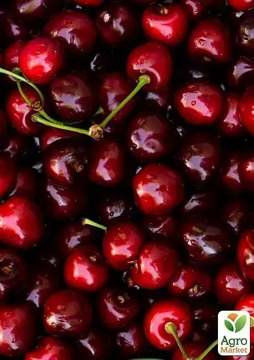 Саджанець Agro-Market Вишня темно-бордова Блаженство (Bliss) (угорська селекція, преміальний високоякісний сорт) 1 шт. в упаковці (43991) - фото 4
