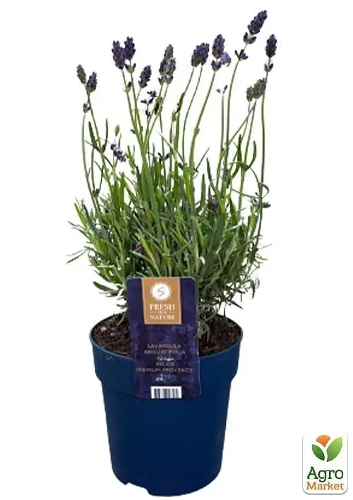 Саджанець Agro-Market LMTD Лаванда англійська 2-річна Felice (20-30см) (152711) - фото 2