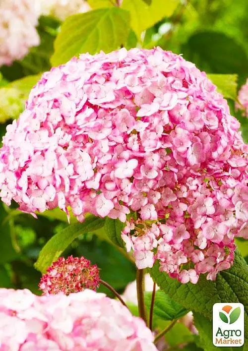 Саджанець Agro-Market Гортензія деревоподібна Candybelle Marshmallow (101599) - фото 2