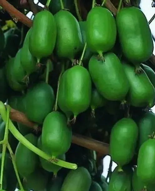 Саджанець Agro-Market Актинідія Оригінальна (міні-ківі, морозостійкий сорт, пізній термін дозрівання) (20749) 1 шт. в упаковці - фото 2