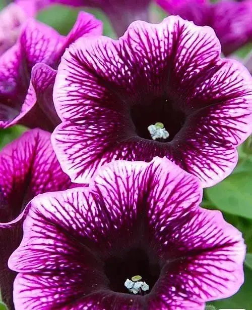 Петуния Agro-Market Go! Tunia Purple Eye контейнер №10 высота 10-15 см 1 саженец в упаковке - фото 2