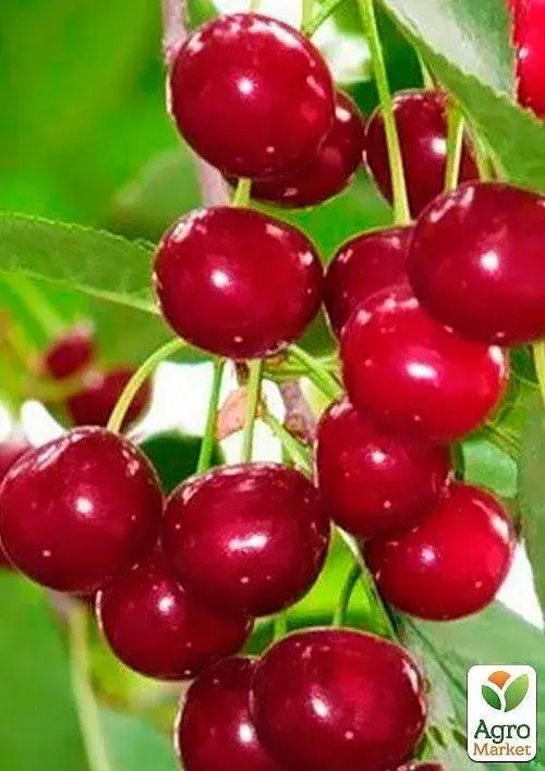 Саженец Agro-Market Вишня Малышка (летний сорт, ранний срок созревания) 1 шт. в упаковке (35795) - фото 4