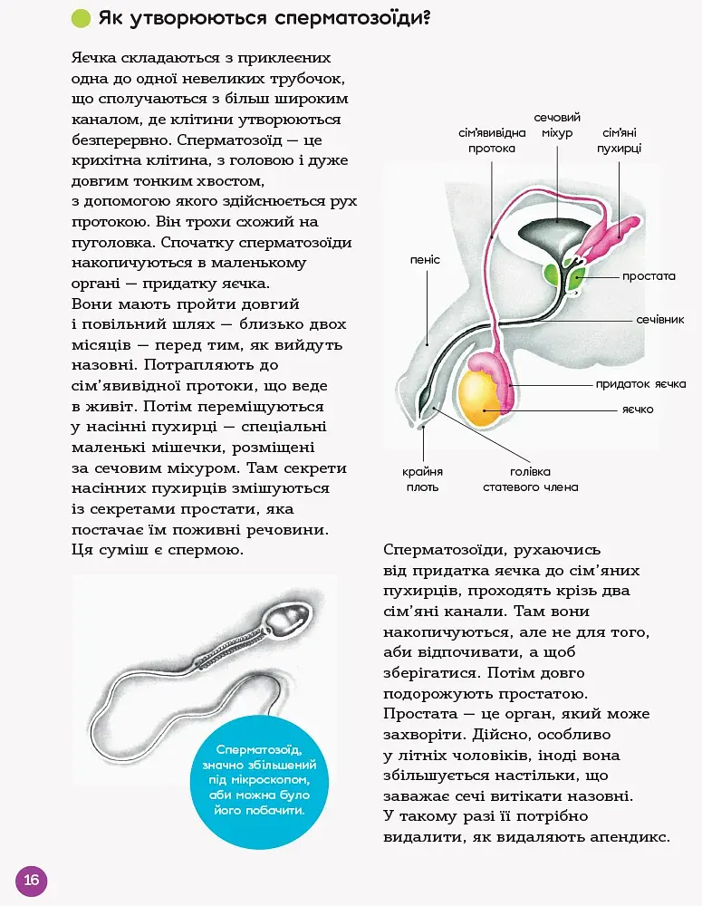 Енциклопедія статевого життя. 10-13 років - фото 8