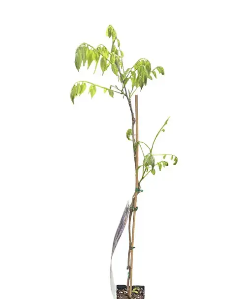 Глициния Agro-Market Wisteria chinensis Prolific С2 3-летняя китайская высота 60-100 см 1 саженец в упаковке (185271) - фото 2