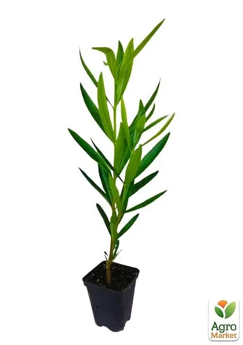 Саженец Agro-Market Олеандр махровый Crimson Star (вечнозеленый, душистый куст) (75853) - фото 2