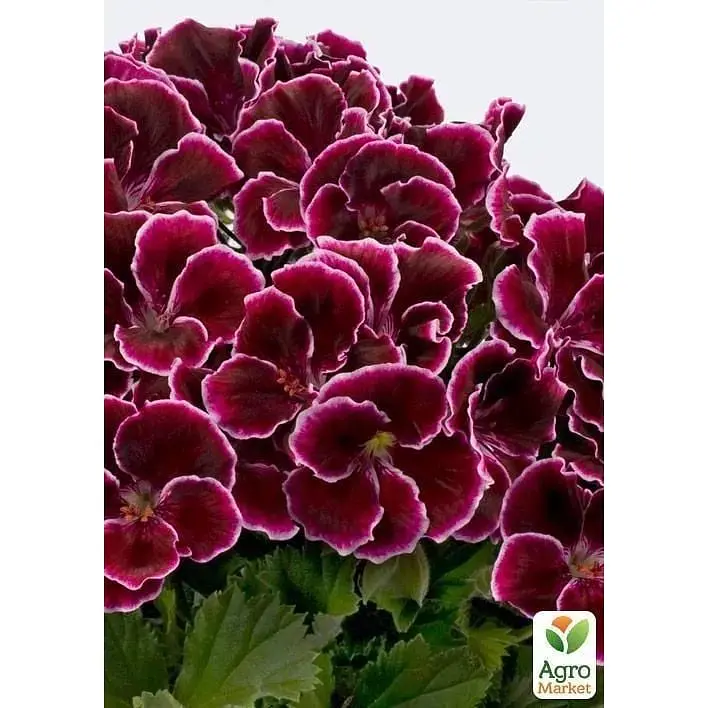 Саженец Agro-Market Пеларгония Королевская Aristo Red Beauty (контейнер №10 высота 10-20 см) (49114) 1 шт. в упаковке - фото 2