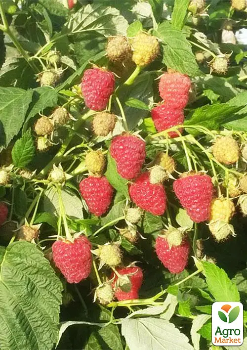 Малина Agro-Market "Джоан Джей" (ремонтантний безшипий високоврожайний сорт шотландської селекції) 1-річний саджанець (189534) 1 шт в упаковці - фото 4