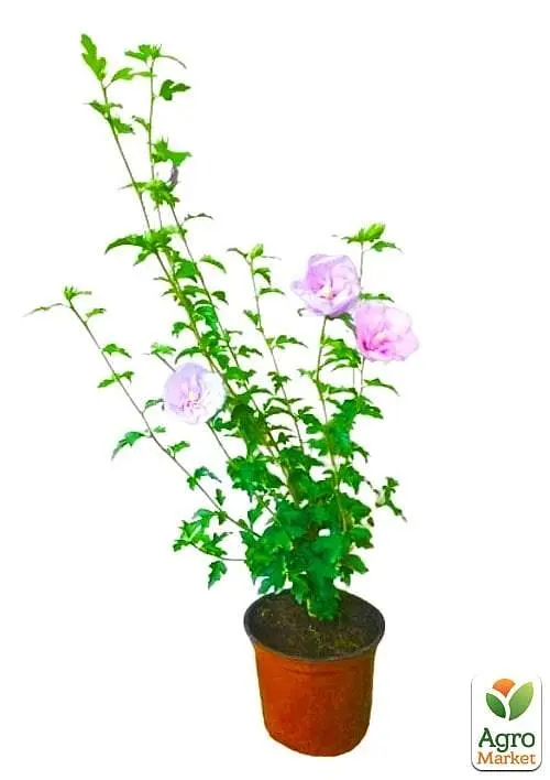 Саджанець Agro-Market Гібіскус сирійський Pink Chiffon С2, висота 20-40 см (62134) - фото 2