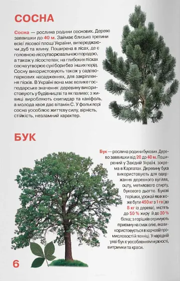 Велика книжка. Рослинний світ України - Олег Зав'язкин - фото 2