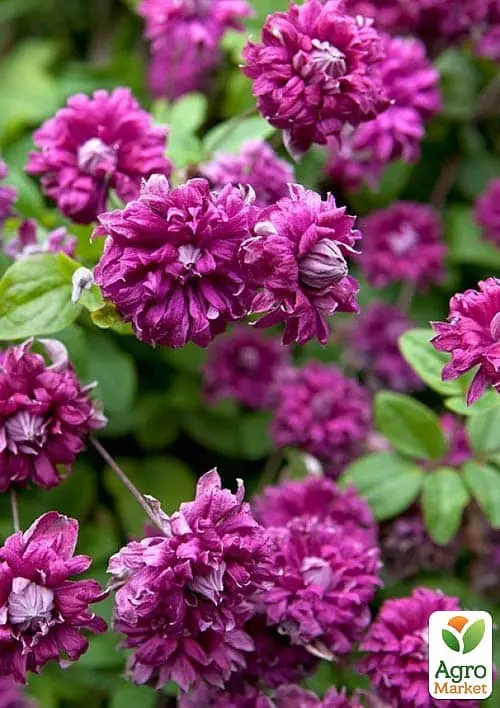 Саджанець Agro-Market Клематис 2-х річний Purpurea plena elegans вазон С2 (181582) - фото 3