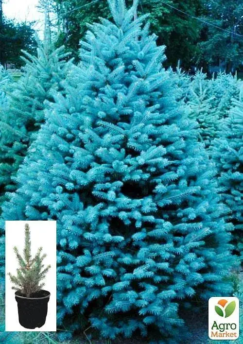Саженец Agro-Market Ель колючая голубая Super Blue Seedling S3 высота 35-45 см 1 шт. в упаковке (62746) - фото 2