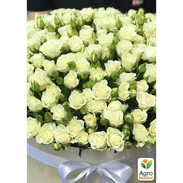 Троянда дрібноквіткова (спрей) Agro-Market ніжно-кремовий Наречена Bride саджанець класу АА+ преміальна рясно квітуча 1 шт. в упаковці (45967) - фото 2