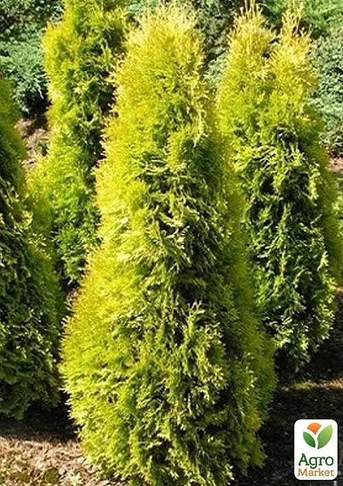Саджанець Agro-Market Туя західна 2-річна Jantar С3 висота 20-30 см 1 шт. в упаковці (101968) - фото 2