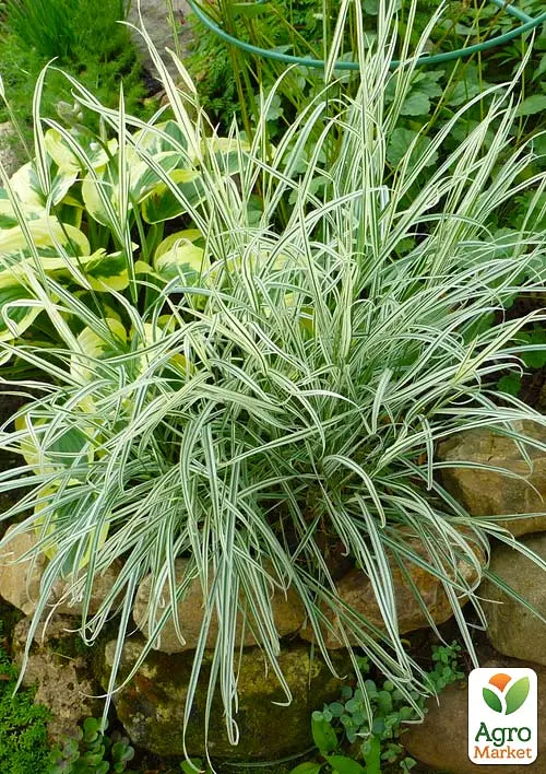 Райграс клубненосный Arrhenatherum bulbosum (многолетний декоративный злак) (152232) 1 саженец - фото 6