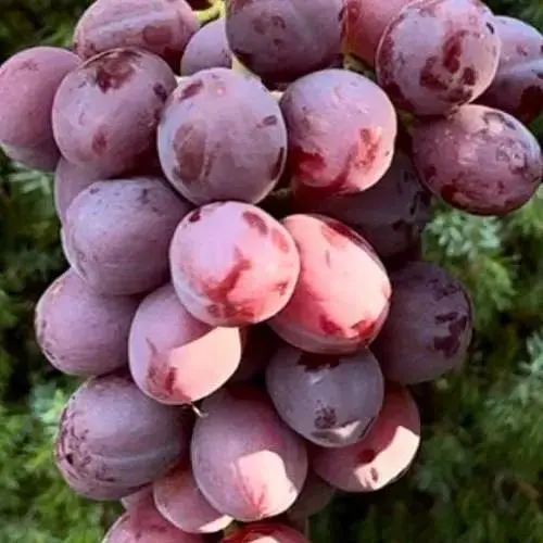 Виноград Agro-MarketРебристий (надранній, великий, солодкий, м'ясистий) (182236) 1 саджанець в упаковці  - фото 2