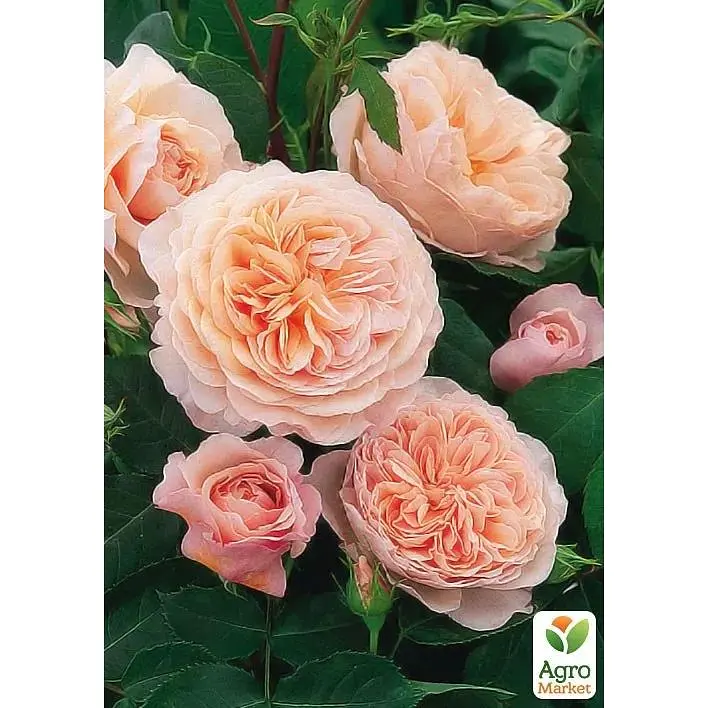 Саженец Agro-Market Роза английская William Morris (класс АА+) высший сорт (37135) 1 шт. - фото 2