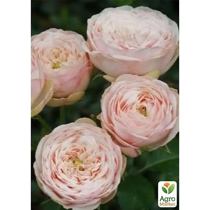 Троянда штамбова Agro-Market Менсвілд Парк Mansfield Park саджанець класу АА+ 1 шт. в упаковці (182857) - фото 2