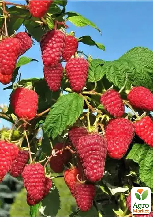 Малина Agro-Market "Полонез" (ремонтантний високоврожайний сорт польської селекції) 1-річний саджанець (189509) 1 шт в упаковці - фото 2