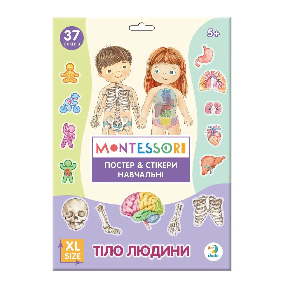 Навчальний постер з наклейками "Тіло людини" DoDo Toys 300901 XL 37 стікерів