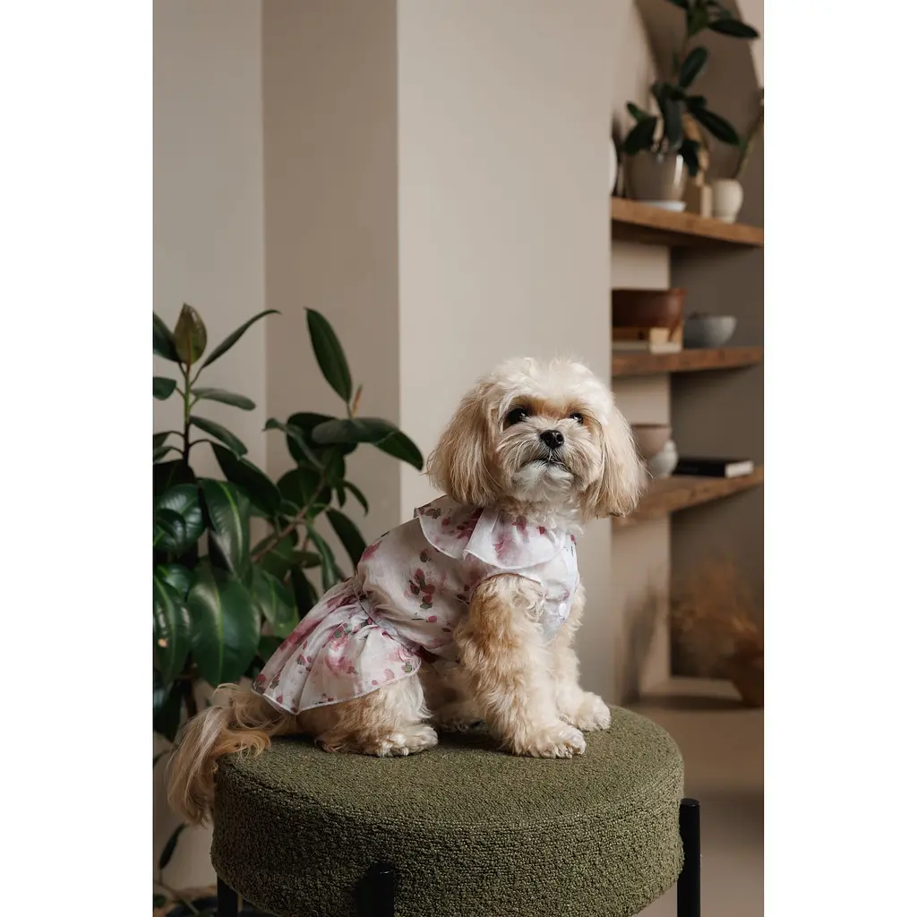 Сукня Pet Fashion Amelia для собак XS - фото 7