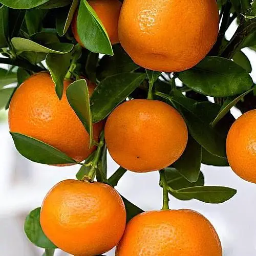 Саджанець Agro-Market Мандарин Міхо Васе (саджанець 2 роки) (49514) 1 шт. в упаковці - фото 1