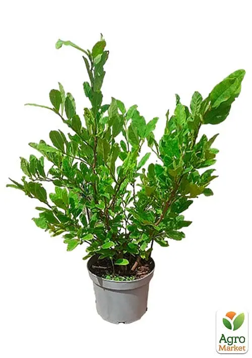 Саженец Agro-Market Магнолия 4-х летняя Stellata (высота 60-80см) (181442) - фото 2
