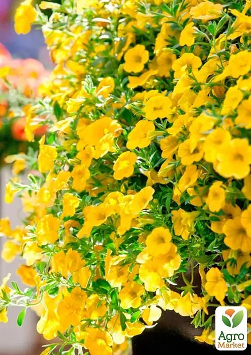 Саджанець Agro-Market Калібрахоа Calipetite Yellow 1 шт. в упаковці (178518) - фото 2