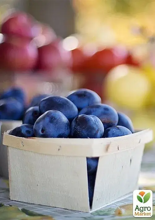 Саженец Agro-Market Слива Чачакская ранняя (летний сорт, ранний срок созревания) 1 шт. в упаковке (15796) - фото 3