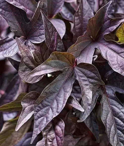 Саджанець Agro-Market Іпомея ампельна Батат Sweet Caroline Purple (52186) 1 шт. в упаковці - фото 2