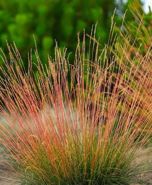 Саженец Agro-Market Кострица Готье краснолистая Sunrise (Festuca Sunrise) (99367) 1 шт. в упаковке - фото 2